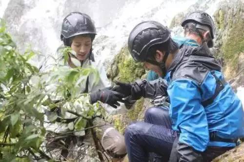 有个女明星叫张钧什么_张钧甯 逆袭 娱乐圈 扒卦